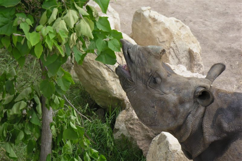 asia rino indio nisha comiendo de arbol (1)